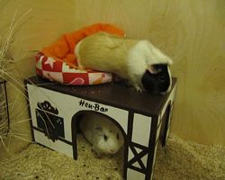 Gehege - Käfige - EB von Jenny