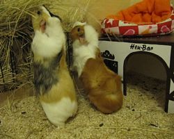 Gehege - Käfige - EB von Jenny