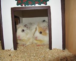 Gehege - Käfige - EB von Jenny