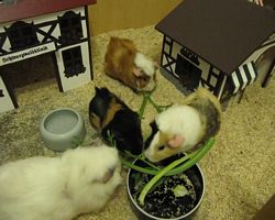 Gehege - Käfige - EB von Jenny