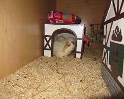 Gehege - Käfige - EB von Jenny