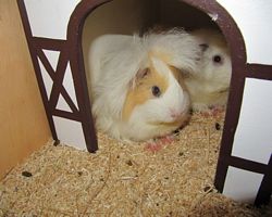 Gehege - Käfige - EB von Jenny