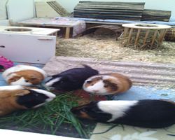 Gehege - Käfige - EB von Manu