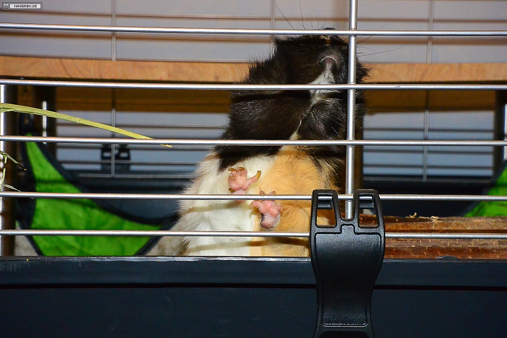 More4Pets Colosseum auf Meerschweinchentauglichkeit umbauen