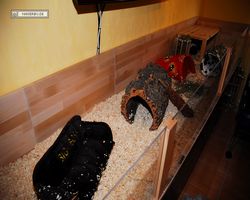 Gehege - Käfige - nagerbude