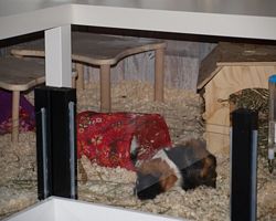 Gehege - Käfige - EB von saeva