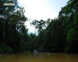 Malaysia - Borneo - Kinabatangan River Tour