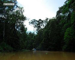 Malaysia - Borneo - Kinabatangan River Tour