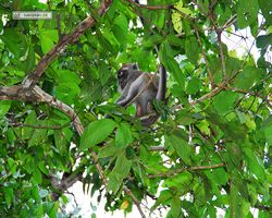 Malaysia - Borneo - Kinabatangan River Tour