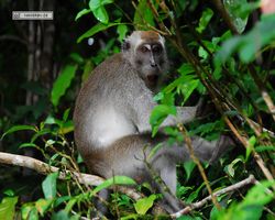 Malaysia - Borneo - Kinabatangan River Tour