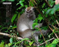 Malaysia - Borneo - Kinabatangan River Tour