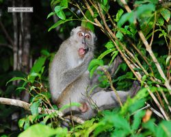 Malaysia - Borneo - Kinabatangan River Tour