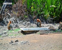 Malaysia - Borneo - Labuk Bay - Proboscis Monkey Sanctuary