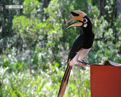 Malaysia - Borneo - Labuk Bay - Proboscis Monkey Sanctuary