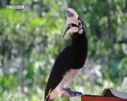 Malaysia - Borneo - Labuk Bay - Proboscis Monkey Sanctuary