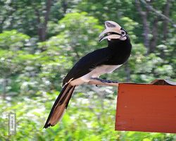 Malaysia - Borneo - Labuk Bay - Proboscis Monkey Sanctuary