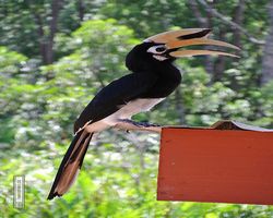 Malaysia - Borneo - Labuk Bay - Proboscis Monkey Sanctuary