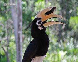 Malaysia - Borneo - Labuk Bay - Proboscis Monkey Sanctuary