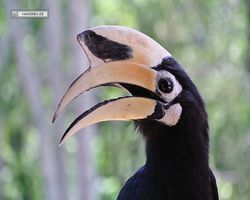 Malaysia - Borneo - Labuk Bay - Proboscis Monkey Sanctuary