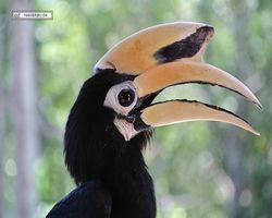 Malaysia - Borneo - Labuk Bay - Proboscis Monkey Sanctuary