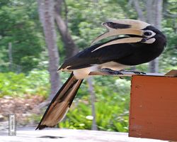 Malaysia - Borneo - Labuk Bay - Proboscis Monkey Sanctuary