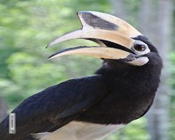 Malaysia - Borneo - Labuk Bay - Proboscis Monkey Sanctuary