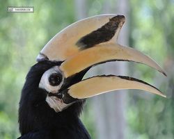 Malaysia - Borneo - Labuk Bay - Proboscis Monkey Sanctuary