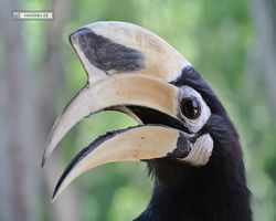 Malaysia - Borneo - Labuk Bay - Proboscis Monkey Sanctuary
