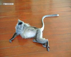 Malaysia - Borneo - Labuk Bay - Proboscis Monkey Sanctuary