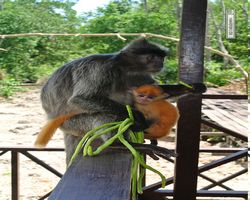 Malaysia - Borneo - Labuk Bay - Proboscis Monkey Sanctuary
