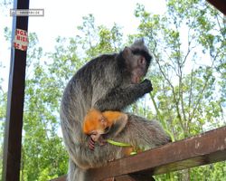 Malaysia - Borneo - Labuk Bay - Proboscis Monkey Sanctuary