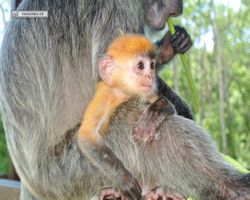 Malaysia - Borneo - Labuk Bay - Proboscis Monkey Sanctuary