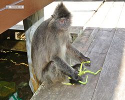 Malaysia - Borneo - Labuk Bay - Proboscis Monkey Sanctuary