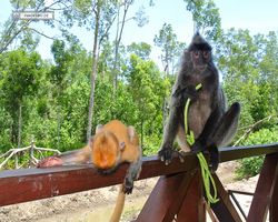 Malaysia - Borneo - Labuk Bay - Proboscis Monkey Sanctuary