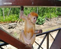 Malaysia - Borneo - Labuk Bay - Proboscis Monkey Sanctuary