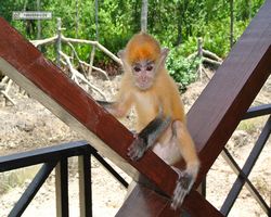 Malaysia - Borneo - Labuk Bay - Proboscis Monkey Sanctuary