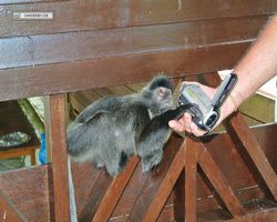 Malaysia - Borneo - Labuk Bay - Proboscis Monkey Sanctuary