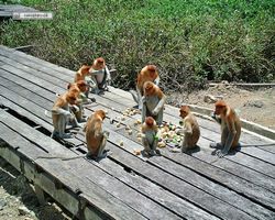 Malaysia - Borneo - Labuk Bay - Proboscis Monkey Sanctuary