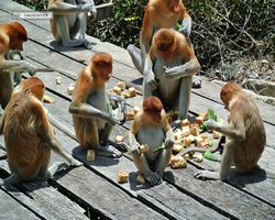 Malaysia - Borneo - Labuk Bay - Proboscis Monkey Sanctuary