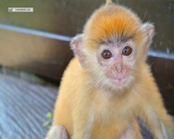Malaysia - Borneo - Labuk Bay - Proboscis Monkey Sanctuary