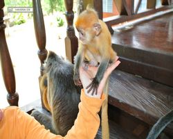 Malaysia - Borneo - Labuk Bay - Proboscis Monkey Sanctuary