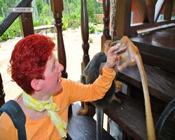 Malaysia - Borneo - Labuk Bay - Proboscis Monkey Sanctuary