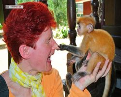 Malaysia - Borneo - Labuk Bay - Proboscis Monkey Sanctuary