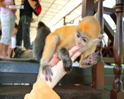 Malaysia - Borneo - Labuk Bay - Proboscis Monkey Sanctuary