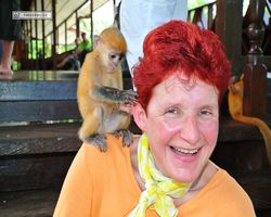 Malaysia - Borneo - Labuk Bay - Proboscis Monkey Sanctuary