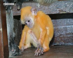 Malaysia - Borneo - Labuk Bay - Proboscis Monkey Sanctuary