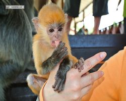 Malaysia - Borneo - Labuk Bay - Proboscis Monkey Sanctuary