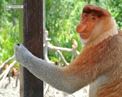Malaysia - Borneo - Labuk Bay - Proboscis Monkey Sanctuary