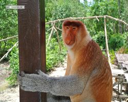 Malaysia - Borneo - Labuk Bay - Proboscis Monkey Sanctuary