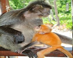 Malaysia - Borneo - Labuk Bay - Proboscis Monkey Sanctuary